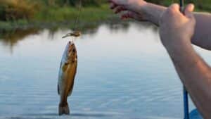 Bass Fishing Tips for Beginners