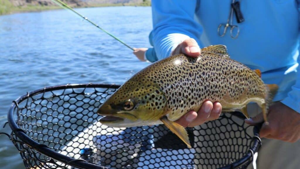 Trout Fishing Tips for Beginners